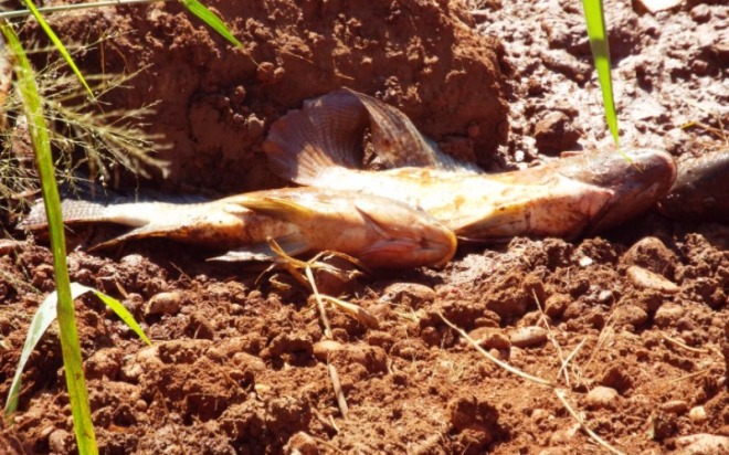 Obra provoca aparecimento de peixes Obra provoca aparecimento de peixes