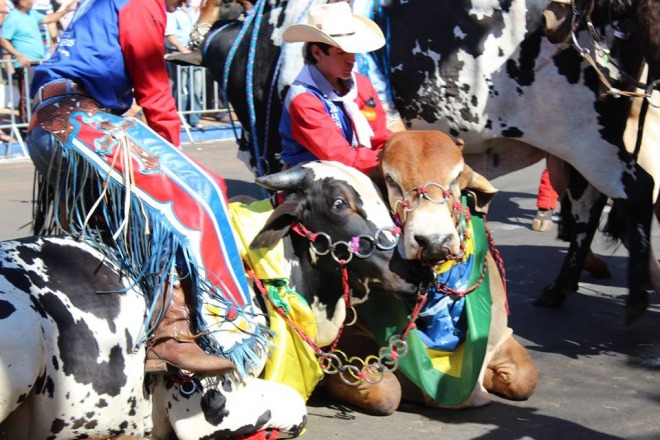 Animais adestrados na Cavalgada Animais adestrados na Cavalgada