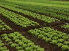 Pequenos agricultores recebem apoio para forma��o de Cintur�o Verde