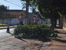 Prefeitura efetua podas de �rvores na Visconde de Taunay 