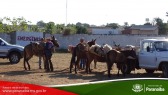 2� Cavalgada de Taunay - Preparativos Iniciais
