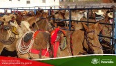 2� Cavalgada de Taunay - Preparativos Iniciais