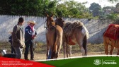 2� Cavalgada de Taunay - Preparativos Iniciais