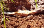 Obra provoca aparecimento de peixes 