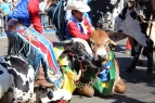 Animais adestrados na Cavalgada